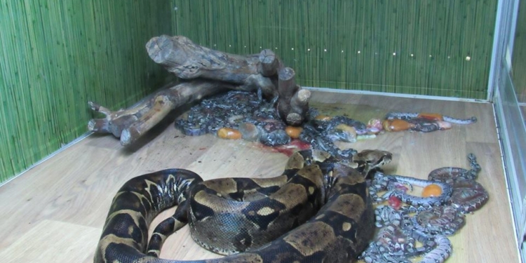 В Николаевском зоопарке впервые за 20 лет появились на свет малыши Boa constrictor
