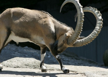 Бежал и никого не трогал: во Франции горный козел загнал бегуна на дерево – снимали мужчину с помощью вертолета