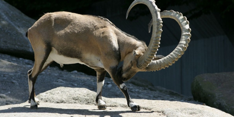 Бежал и никого не трогал: во Франции горный козел загнал бегуна на дерево – снимали мужчину с помощью вертолета