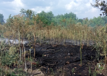 В Николаевской области выгорело 4,6 га открытых территорий