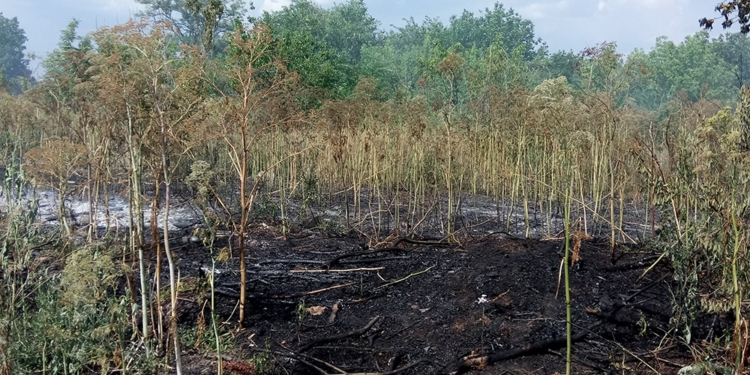 В Николаевской области выгорело 4,6 га открытых территорий