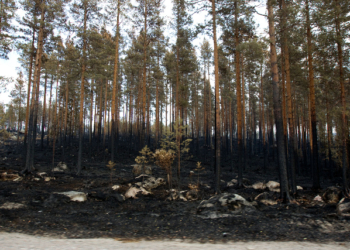 Небывалые лесные пожары в Швеции – до сих пор горят 25 тысяч гектаров леса