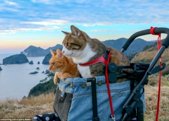 Чтобы коты не расстраивались: японский бизнесмен путешествует в компании двух своих усатых-полосатых
