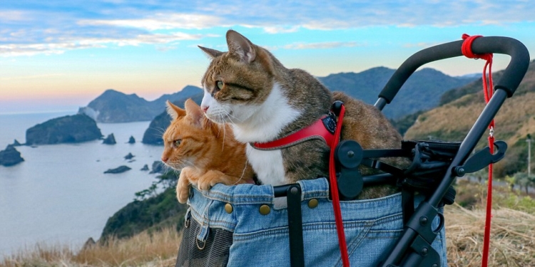 Чтобы коты не расстраивались: японский бизнесмен путешествует в компании двух своих усатых-полосатых