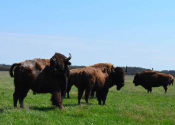 В заповеднике «Аскания-Нова» пришлось восстанавливать 400 метров внутреннего ограждения – его спинами «счесали» бизоны