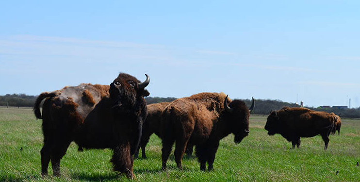В заповеднике «Аскания-Нова» пришлось восстанавливать 400 метров внутреннего ограждения – его спинами «счесали» бизоны