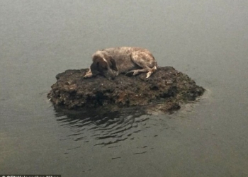 Душещипательная история: собака, спасшаяся от пожаров в Греции на маленьком островке, нашла хозяев