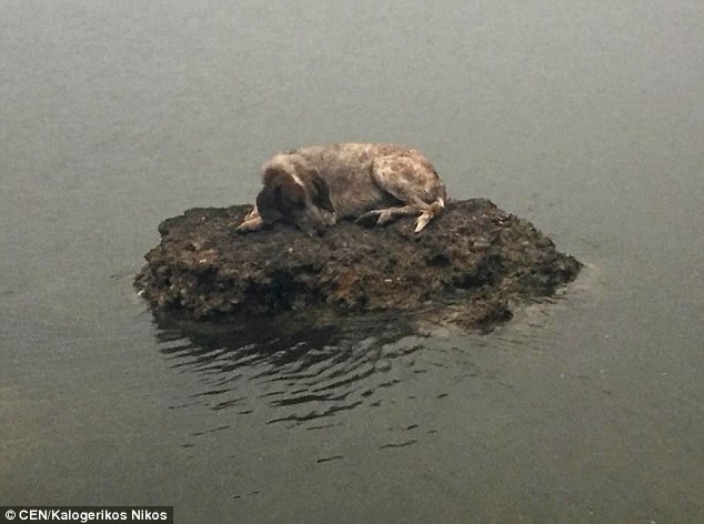 Душещипательная история: собака, спасшаяся от пожаров в Греции на маленьком островке, нашла хозяев 1