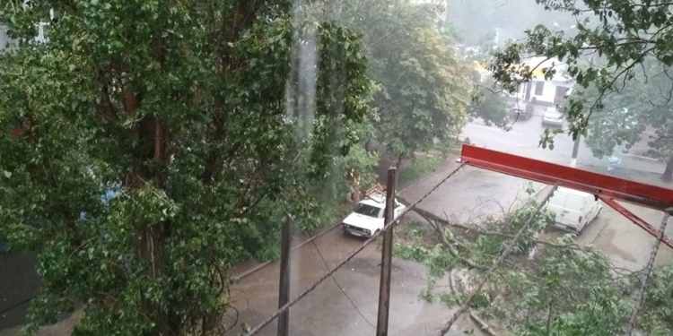 В Николаеве снова ливень. И снова падают деревья. В данном случае – на автомобиль