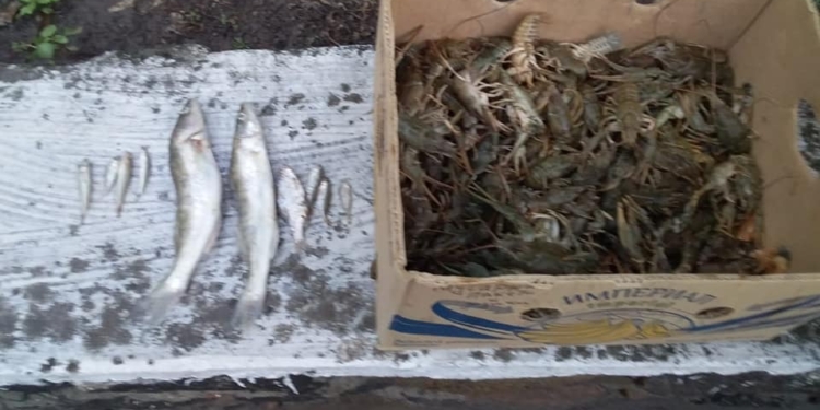 Николаевский рыбоохранный патруль поймал браконьера, сетями добывшего 118 раков