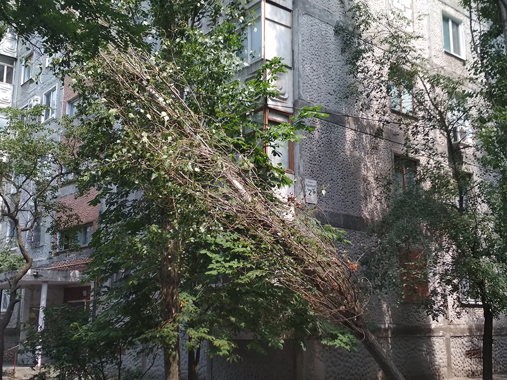 В Николаеве дерево упало на электрические провода – убирали угрозу спасатели 3
