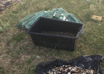 Жители Николаева и Коблево в Березанском лимане наловили более 12 кг бычков и креветок