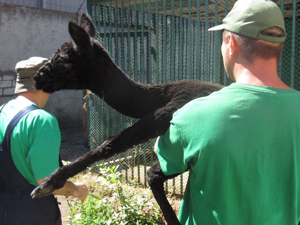 Николаевскому зоопарку бизнесмен из Днепра подарил самца альпаки – сегодня животное привезли в Николаев 19