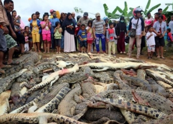 Крокодиловый бунт в Индонезии. Разгневанные жители забили около 300 рептилий