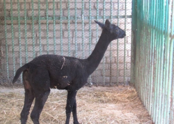 Николаевскому зоопарку бизнесмен из Днепра подарил самца альпаки – сегодня животное привезли в Николаев