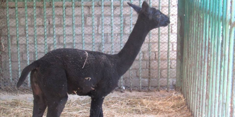 Николаевскому зоопарку бизнесмен из Днепра подарил самца альпаки – сегодня животное привезли в Николаев