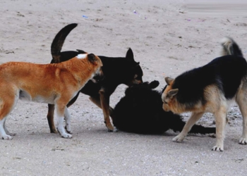 Директор николаевского «Центра защиты животных»: «За исключением Германии, нигде в мире бродячие собаки не содержатся пожизненно»