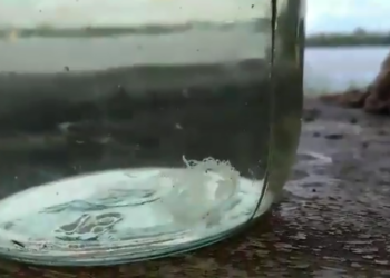 Не смешно. В Днепре под Киевом выловили медуз