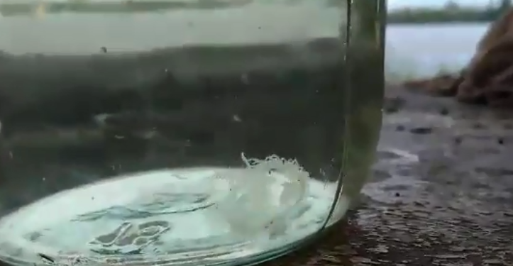 Не смешно. В Днепре под Киевом выловили медуз