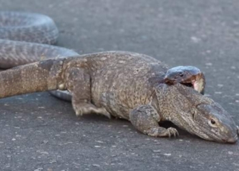 Прямо, как у нас на выборах. Жесткая схватка кобры и варана попала в кадр