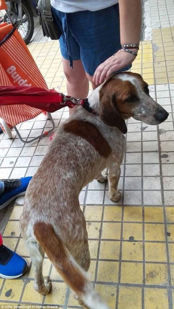 Душещипательная история: собака, спасшаяся от пожаров в Греции на маленьком островке, нашла хозяев 3