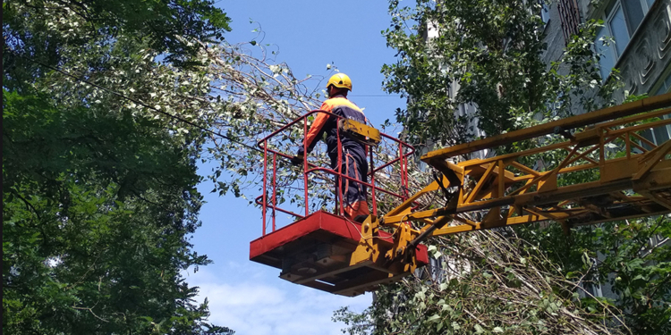 В Николаеве дерево упало на электрические провода – убирали угрозу спасатели