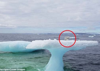 Пара канадцев спасла застрявшего на льдине песца