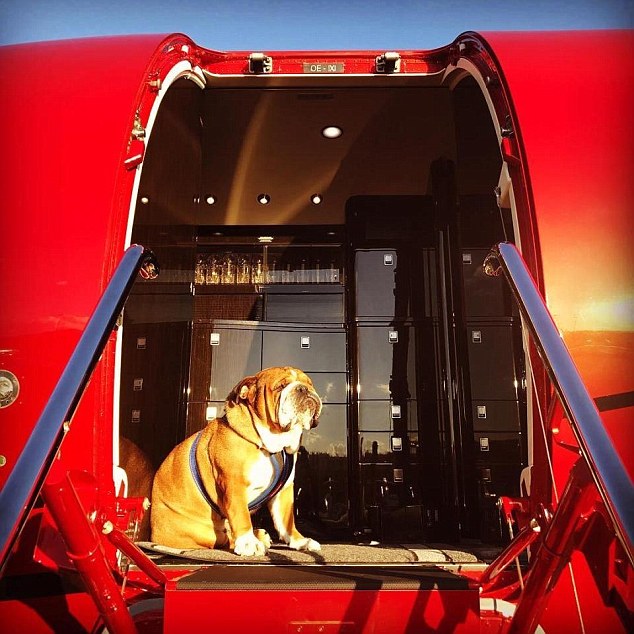 Знакомьтесь, это Роско: у собаки звезды Формулы-1 – 142 тыс. подписчиков в Instagram и заработок $700 в день в качестве модели 5