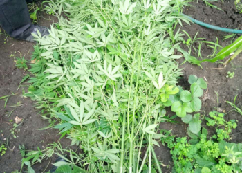 Думал, что между виноградом не заметят: на Николаевщине у 71-летнего пенсионера изъяли коноплю – и в «живом», и в сушеном виде