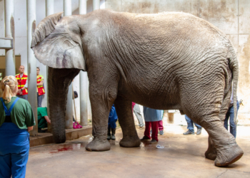 Чтобы прооперировать слона Карла в Таллинском зоопарке, понадобилось 60 человек