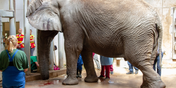 Чтобы прооперировать слона Карла в Таллинском зоопарке, понадобилось 60 человек