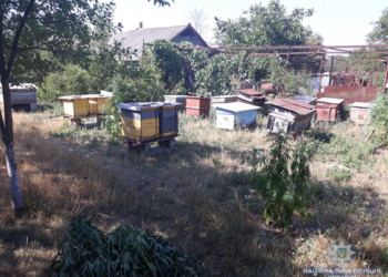 В Вознесенском районе мужчина посадил коноплю между уликов. Хотел конопляного меду?
