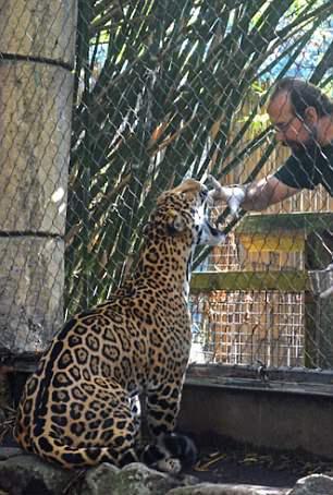 В американском зоопарке из своего вольера сбежал ягуар – за час «прогулки» он убил 6 животных и троих еще ранил 5