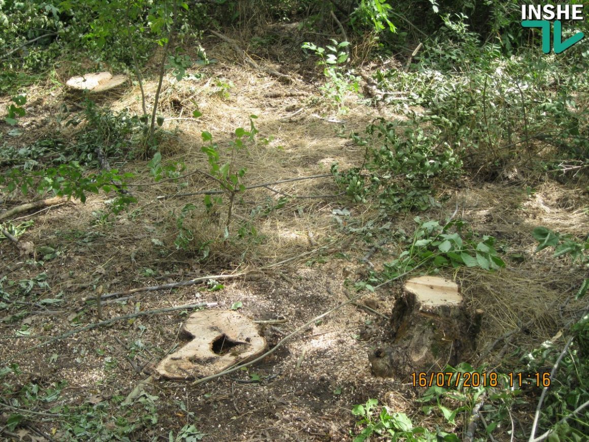 Сельсовет в Доманевском районе заявил о незаконной вырубке дубов и ясеней на территории лесополосы 3