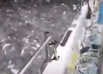 Рыбацкое счастье. На Тайване сардины сошли с ума и сами тысячами прыгали в лодки