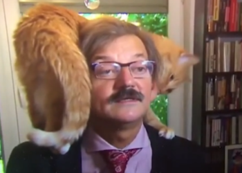 Кот ворвался в интервью и стал героем сети