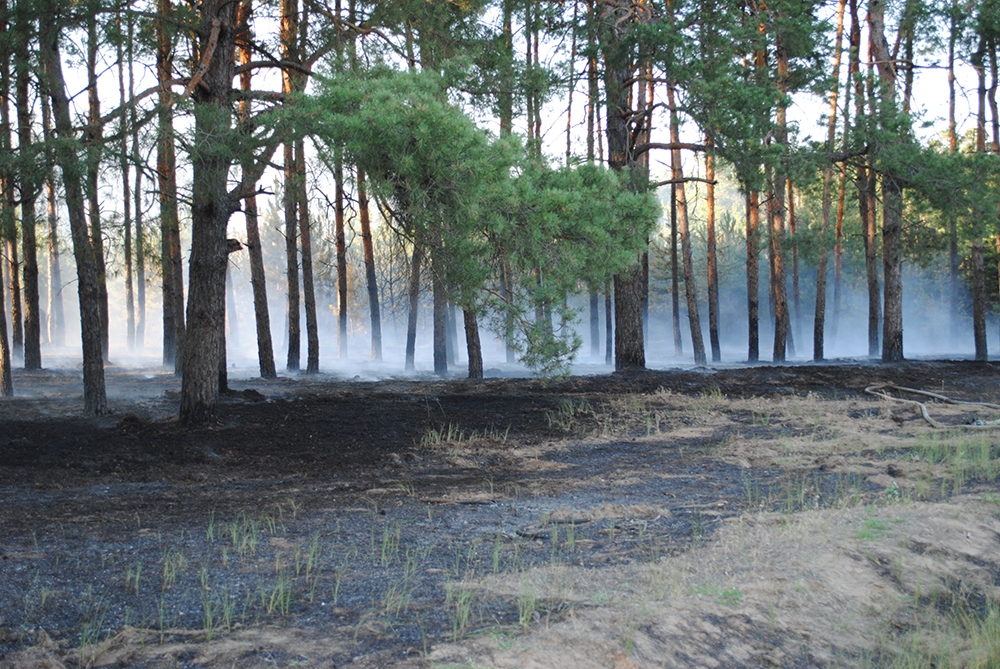 Под Николаевом снова подожгли Матвеевский лес, а в Очаковском районе – стерню на поле 5