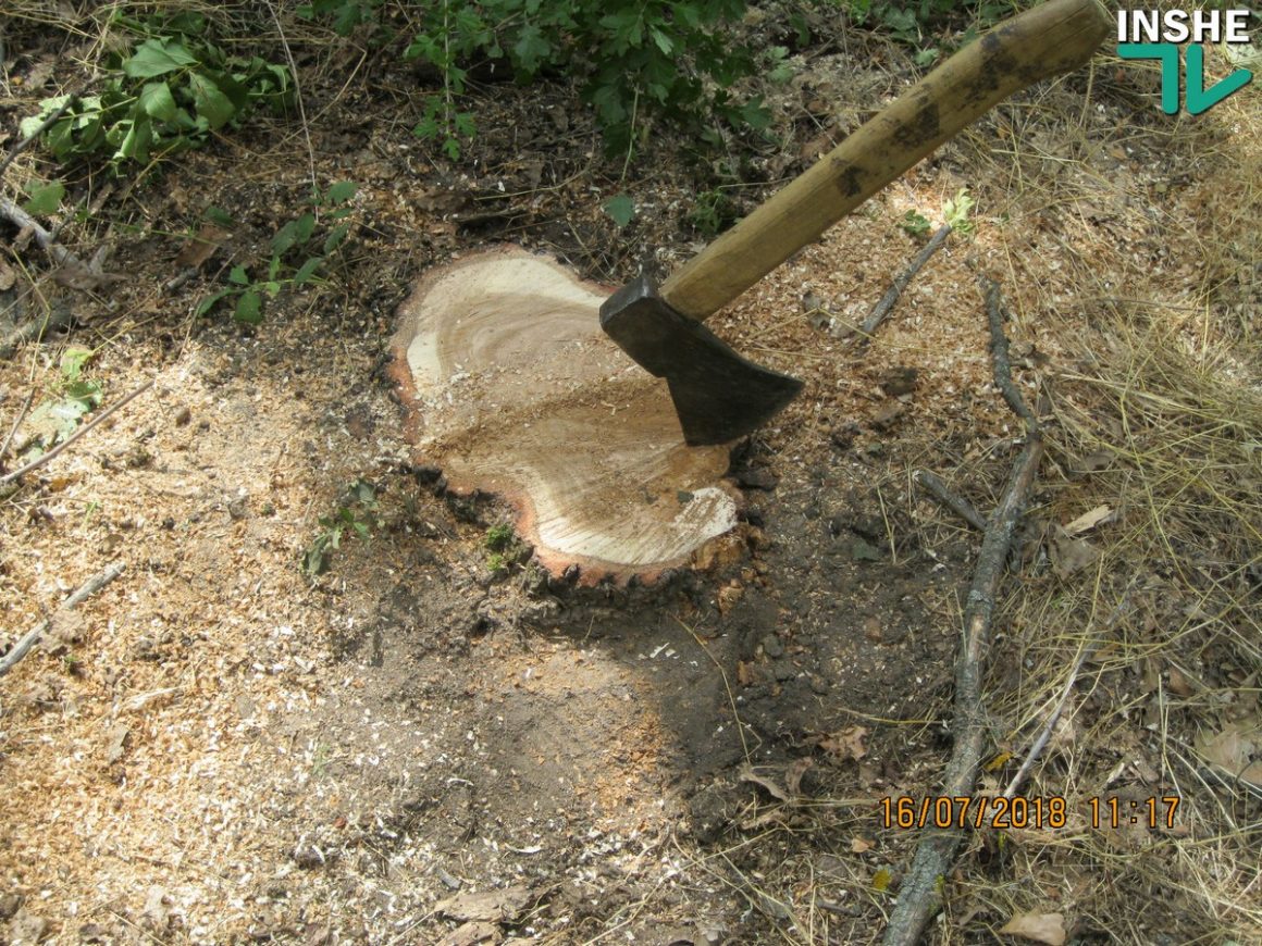 Сельсовет в Доманевском районе заявил о незаконной вырубке дубов и ясеней на территории лесополосы 5