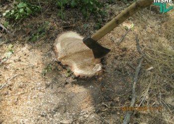 Сельсовет в Доманевском районе заявил о незаконной вырубке дубов и ясеней на территории лесополосы