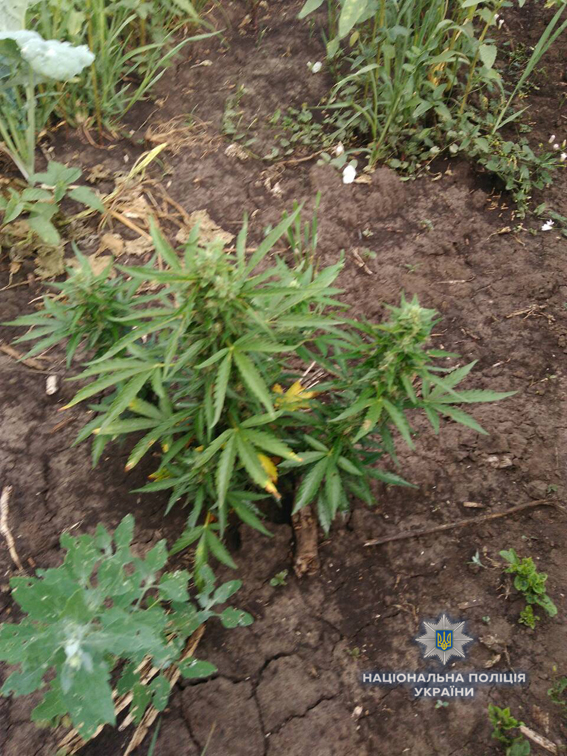 На Николаевщине «агроном-селекционер» выращивал разные сорта конопли – полиция изъяла свыше 1 тысячи кустов 5