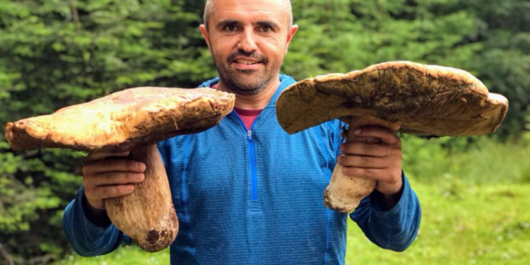 После дождичка. В Карпатах выросли огромные грибы