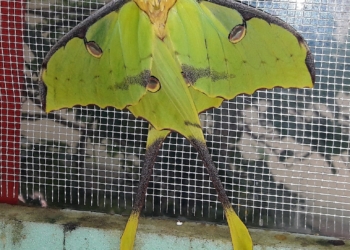 «Произошло чудо» – в Николаеве родилась редкая ночная бабочка