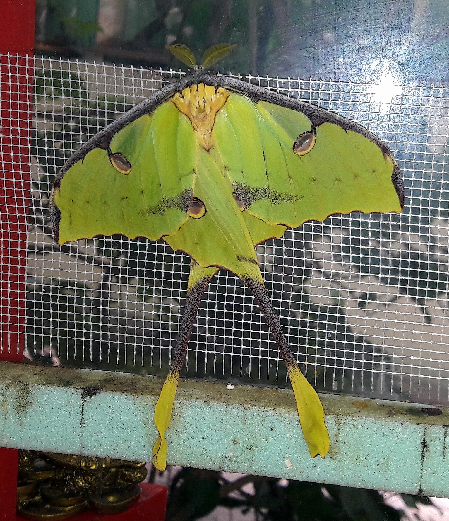 «Произошло чудо» – в Николаеве родилась редкая ночная бабочка