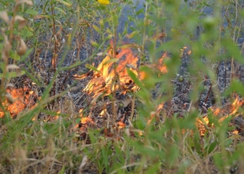 Десятки отдыхающих вместе с лесничими потушили пожар на Кинбурне