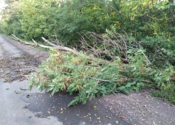 Поваленное дерево перекрыло движение трассы Ульяновка – Николаев