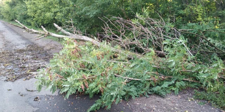 Поваленное дерево перекрыло движение трассы Ульяновка – Николаев