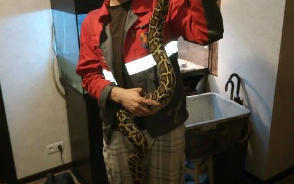 На фонарном столбе в центре Киева прохожий заметил двухметрового питона