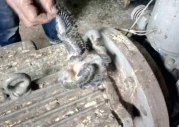 Директор «Николаевлифта» нашел «ложку дегтя» в машинном помещении на проспекте Героев Украины