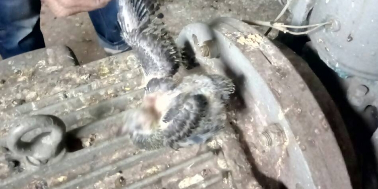 Директор «Николаевлифта» нашел «ложку дегтя» в машинном помещении на проспекте Героев Украины