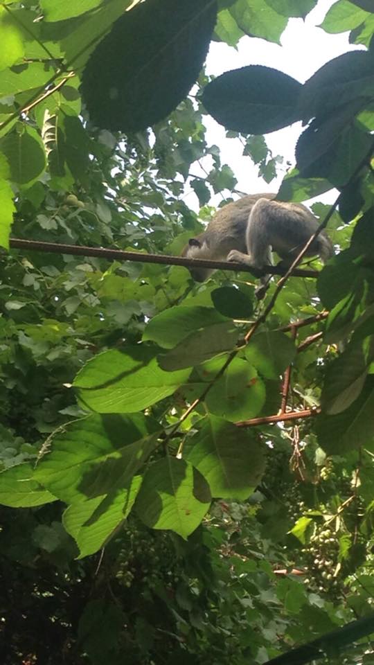 Под Одессой обезьяны разоряют дачи - сбежали из частного зоопарка 9